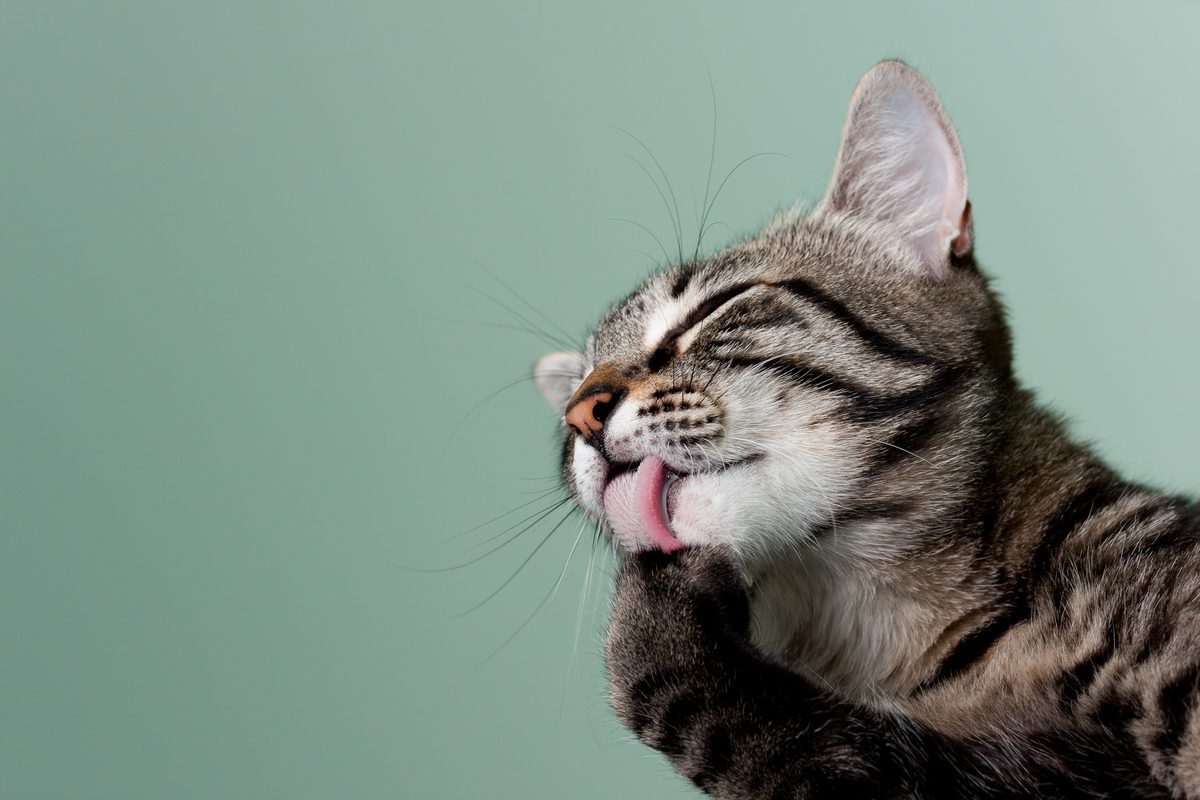 A cat being gently groomed by their owner